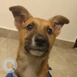 Female Indie Dog Adoption for Adoption in Delhi