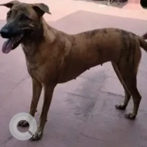 A Black and Brown Indie Dog Missing from Vaigai Street