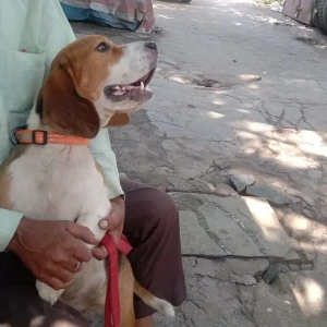 A White-Brown Mix Beagle Dog Found from Moti Nagar Ram pet shop nearby