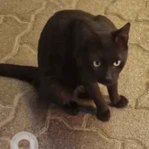 A Black Bombay Cat Cat Found from Salah Aldin Metro