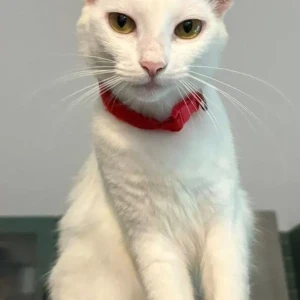 A White Indie Cat Missing from Assagao