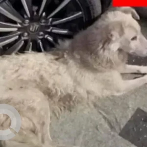 A White Indie Dog Missing from B1, Janak Puri-2