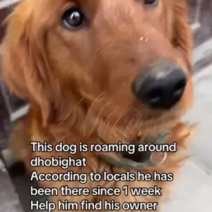 A Brown Mix Dog Found from Dhobighat