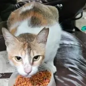 A White-Brown Mix Indie Cat Missing from Mahavir Nagar, Kandivali west