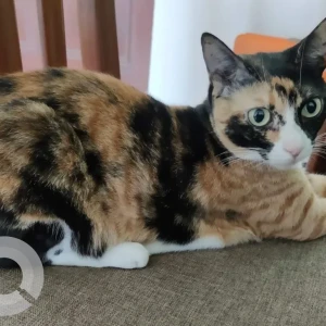 A Black and White Indie Cat Missing from Neelamber bldg, Peddar road