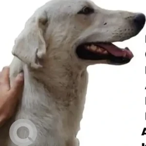 A White Indie Dog Missing from IGDTUW, Ambedkar University, Kashmere Gate-3