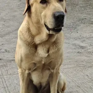 A Brown Labrador Dog Found from Inagle nagar-2