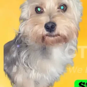 A White and Grey Morkie Dog Missing from Harral Ave, highland Ave