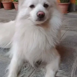 A White Pomeranian Dog Missing from MITERI PUL