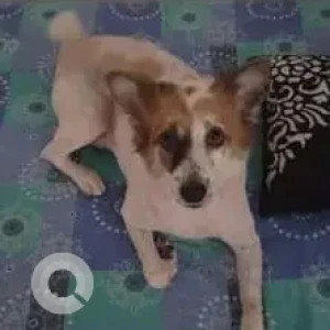A White-Brown Mix Indie Dog Missing from Gachibowli, Hyderabad