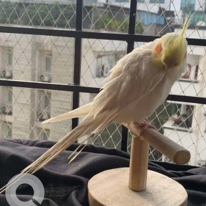 A White Cockatiel Bird Missing from Kothaguda-2