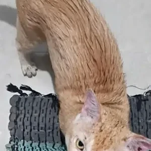 A Orange Indie Cat Missing from Velachery Near Raja Street-3