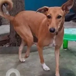 A White-Brown Mix Indie Dog Missing from Royappa nagar, Varatharajapuram