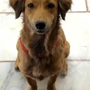 A Brown Indie Dog Found from B1, Janakpuri