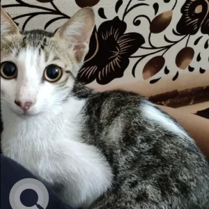 A Grey-White Mix Indie Cat Missing from Hinjewadi