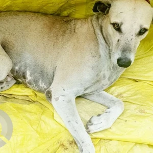 A Light Brown Indie Dog Missing from Primavera Society, Sainath Nagar, Wadgaonsheri