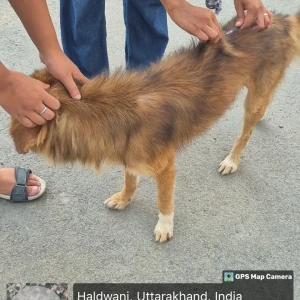 Rabies vaccination-93