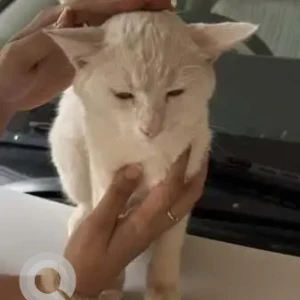 A White Persian Cat Found from Porvorim, Porvorim