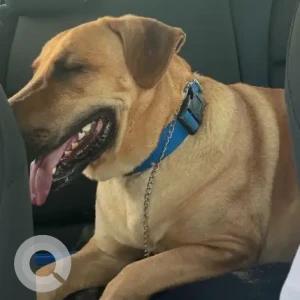 A Light Brown Labrador Dog Missing from Ruwayyah area