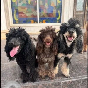 A Black and Brown poodles Dog Missing from Dubai