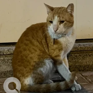 A White-Brown Mix Domestic Shorthair Cat Found from Palace beauty center in business bay