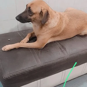 A Brown Indie Dog Missing from Magal bazzar road