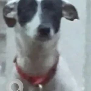 A Black and White Indie Dog Missing from Dadar East, Parsi Colony-2