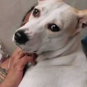 A White-Brown Mix Mongrel Dog Missing from Palavakkam, Chennai