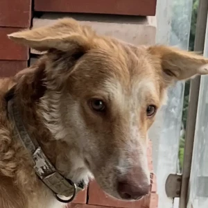 A White-Brown Mix Indie Dog Missing from SKYi Manaslake circle Bhugaon Paud road Pune-2
