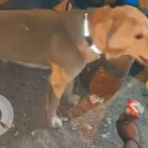 A Black and Brown Indie Dog Missing from Nandini Layout, Bengaluru-2