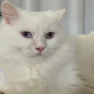 A White Turkish Angora Cat Missing from Akoya, cluster 16 Odora-3