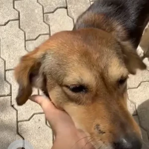 A Black and Brown Indie Dog Missing from Sahavas Society-3