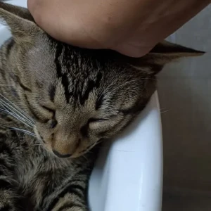 A Grey INDIE grey Tabby Cat Missing from VEDANTA FARMS, Sun City, Ghaziabad-3