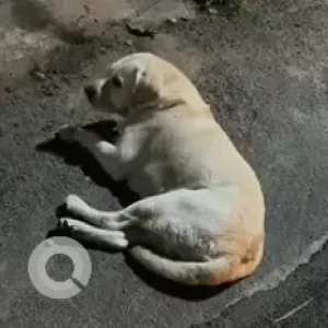 A White-Brown Mix Labrador Dog Found from Srinagar, Library road-2