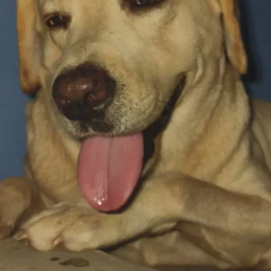 A White Labrador Dog Missing from Jigani Hobli, Anekal Taluk-2