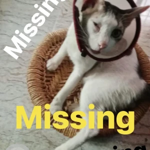 A White Indie Cat Missing from KK nagar