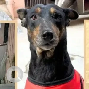 A Black and Brown Indie Dog Missing from Sanjay Enclave, Uttam Nagar