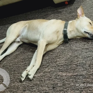 A White-Brown Mix Indie Dog Missing from Bengaluru-3