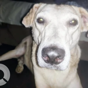 A White Indie Dog Missing from Shalimar Bagh, Delhi