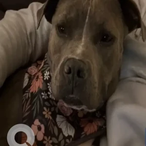 A White and Grey Pitbull/Bulldog Mix Dog Missing from Crescent Ridge Rd./Sackett Rd. near Aqueduct.