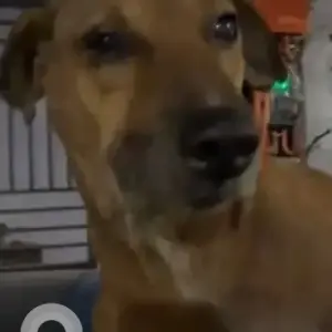 A Brown Indie Dog Missing from Gopi Dairy, Tilak Nagar