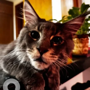 A Grey Maine Coon Cat Missing from Meydan, MAG Eye Townhouses-3