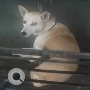 A White-Brown Mix Indie Dog Missing from Kothrud, Pune
