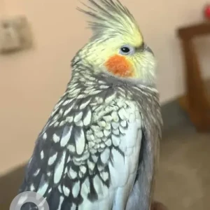 A Grey-White Mix Cockatiel bird Bird Missing from Srirampura, Lulu mall