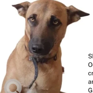A Brown Indie Dog Missing from SBH coloney