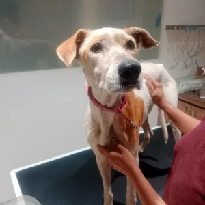A White-Brown Mix Indie Dog Missing from Chembur, Mumbai-2