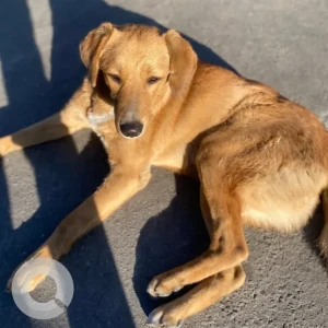 A Light Brown Indie Dog Missing from singhadurbar-2