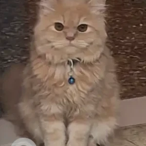 A White-Brown Mix Persian Cat Missing from Raja Annamalaipuram