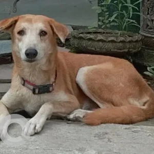 A White-Brown Mix Indie Dog Missing from New Delhi