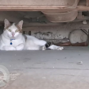 A White Indie Cat Found from Chattarpur Enclave Phase II,  Chattarpur